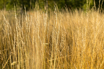 Yellow autumn grass in the field, golden landscape