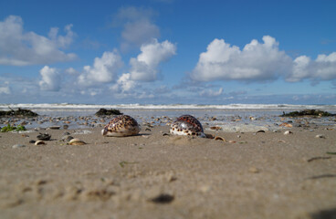 beautiful sea coast with Tiger Cowrie seashells