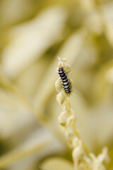 caterpillar on a leaf