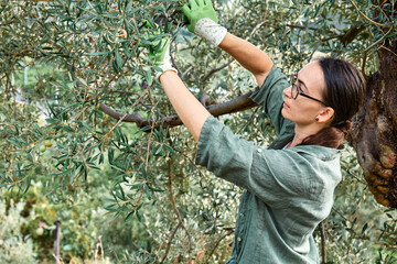 Woman in rubber boots prunes olive tree in her garden. Working in the garden as a hobby in the new...