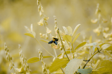 bee on yellow flower