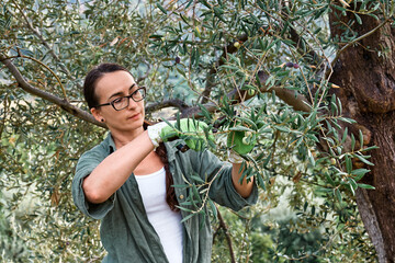 Woman in rubber boots prunes olive tree in her garden. Working in the garden as a hobby in the new normal. Harvest. Fall. Sinergic garden. - obrazy, fototapety, plakaty
