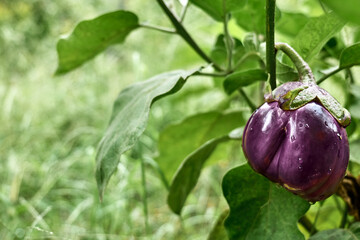 Ripe eggplant in the synergistic vegetable garden. Collect aubergines. Working in the garden as a...