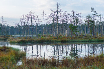 Obraz premium Wild swamp landscape in summer morning