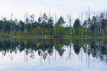 Wild swamp landscape in summer morning