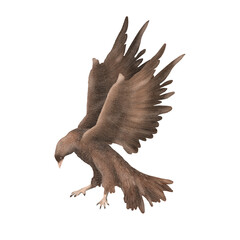 Eagle isolated