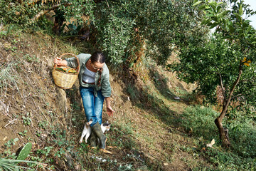 Woman in rubber boots holds a basket with ripe persimmons near olive tree in her garden and plays with a cat. Working in the garden as a hobby in the new normal. Harvest. Fall. Sinergic garden.