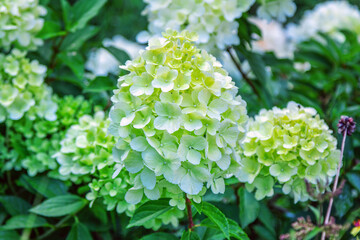 Beautiful blooming hydrangea bush with white and green flowers, growing in a summer garden after rain