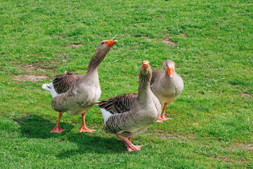 Brown geese walking on the meadow with green grass at farm. Domestic birds.