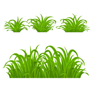 Backgrounds of Green Grass. Isolated on White Background. Grass with Refractions, Natural Border for Decoration in Your Works