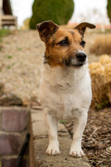Naklejka na ściany i meble Jack Russel Terrier im Garten