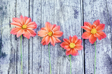 Graphic resource. Four light red dahlia flowers on a rustic, wood background.