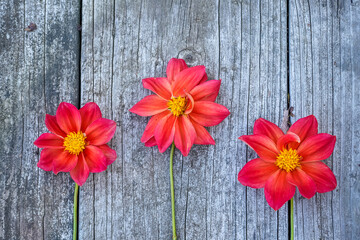 Fototapeta na wymiar Graphic resource. Trio of red dahlia flowers of varying heights on a rustic, wood background.