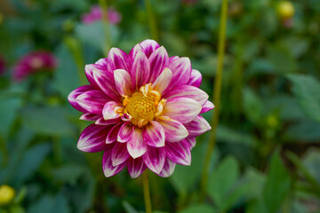 Obraz premium Unique two-toned dahlia flower growing in a flower garden. Purple and white flower. Prominent yellow center. 