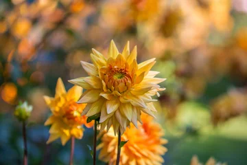 Deurstickers Selective closeup of yellow dahlia flowers in a garden © Mmenche/Wirestock