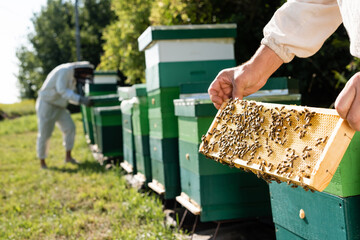 beekeeper with honeycomb frame near blurred colleague working on apiary