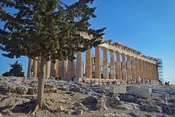 A tree grows in front of the Parthenon
