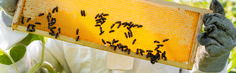 partial view of beekeeper holding honeycomb frame with bees, banner
