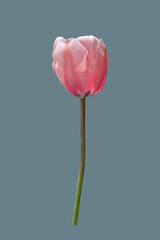 Pink flower of a tulip plant.