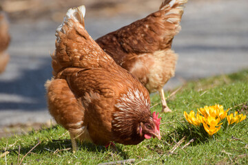 Hühner in Frühling