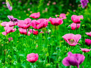 Large Pink Poppies