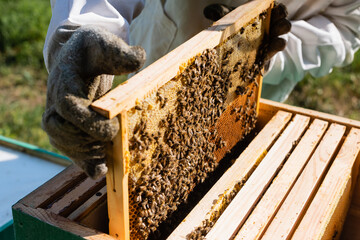 cropped view of beekeeper holding honeycomb frame with bees near beehive