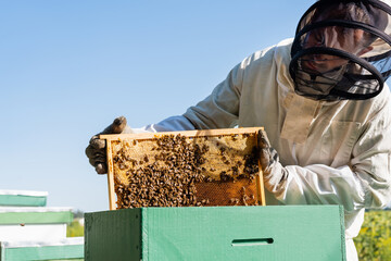 apiarist in beekeeping suit holding frame with bees and honeycomb near beehive
