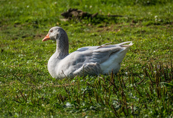 Gänse auf der Weide