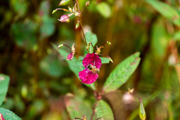 Biene bei der Arbeit