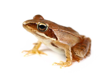 Agile frog (Rana dalmatina) isolated on white background