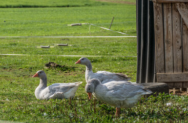 Naklejka premium Gänse auf der Weide