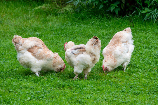 Closeup shot of Faverolles in a farm