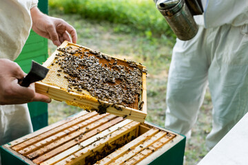 cropped view of apiarist holding honeycomb frame with bees near blurred colleague with bee smoker
