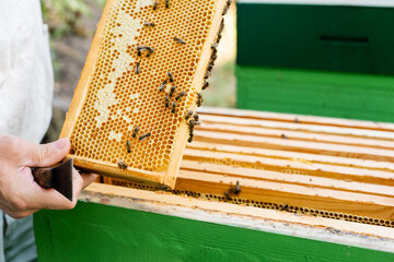 bees near honey on honeycomb frame in hands of beekeeper with scraper