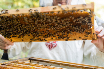 cropped view of bee master holding blurred honeycomb with bees and honey on apiary