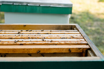 bees on wooden honeycomb frames in beehive on apiary