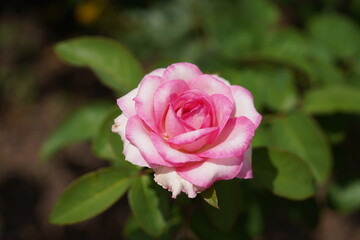 pink rose in garden