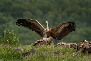 Griffon vultures near the carcass. Vultures in the Rhodope mountains. Bulgaria wildlife. 