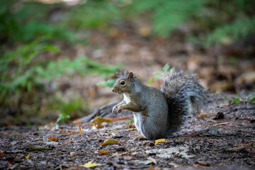 The eastern gray squirrel (Sciurus carolinensis) in the park