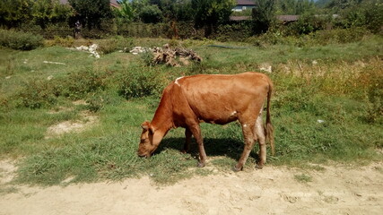 Cow on the pasture