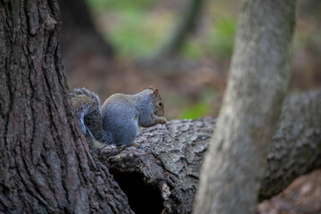 The eastern gray squirrel (Sciurus carolinensis) in the park