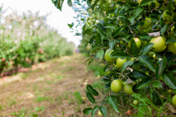 apples on tree