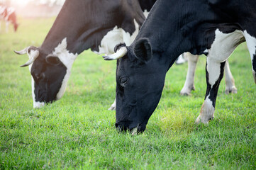 Cows in the rays of the sun graze on a pasture with green fresh grass close-up. The concept of environmentally friendly farming with natural nutrition.