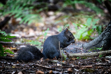 The black squirrel. Dark form eastern gray squirrel in the park.