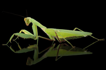 Mantis ordinary or mantis religious, isolated on black background