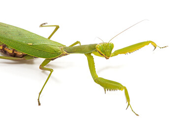Mantis ordinary or mantis religious, isolated on white background