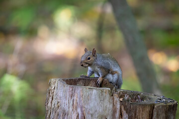 The eastern gray squirrel (Sciurus carolinensis) in the park