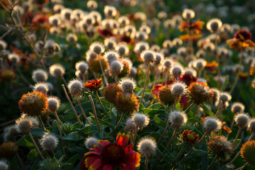 wild meadow pink flowers on morning sunlight background.