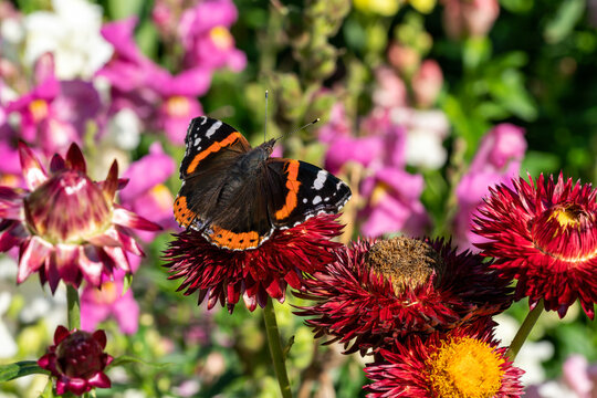 Red Admiral butterfly (Vanessa atalanta) resting on an Helichysum Straw Flower plant during the summer season, a macro close up stock photo image