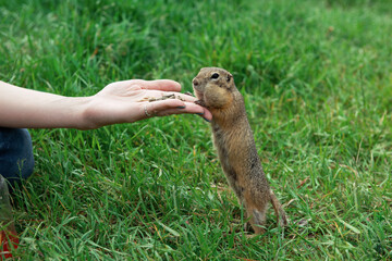 Woman hand feeding gopher in the summer park